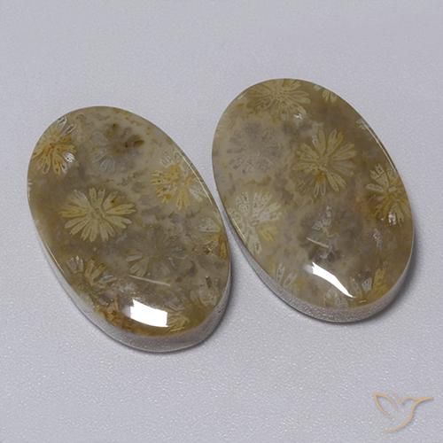 34.30ctw Natürlicher Mehrfarbig Korallen-Fossil, Oval, Lichtundurchlässig