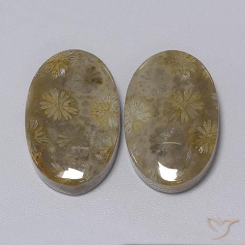 34.30 ct natürliche Mehrfarbig Korallen-Fossil-Edelsteine, Oval, Lichtundurchlässig