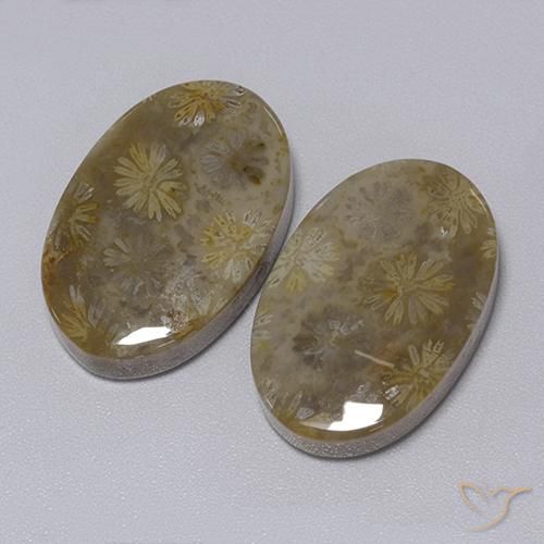 34.30 ct natürliche Mehrfarbig Korallen-Fossil-Edelsteine, Oval, Lichtundurchlässig