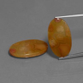  ct natürliche Mehrfarbig Korallen-Fossil-Edelsteine, Oval Schliff, Lichtdurchlässig