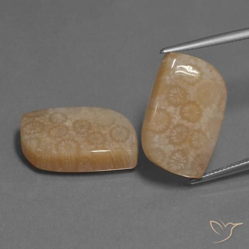 34.06ctw Natürlicher Mehrfarbig Korallen-Fossil, Fantasie, Lichtundurchlässig