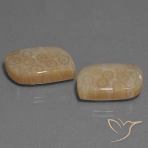 34.06 ct natürliche Mehrfarbig Korallen-Fossil-Edelsteine, Fantasie, Lichtundurchlässig