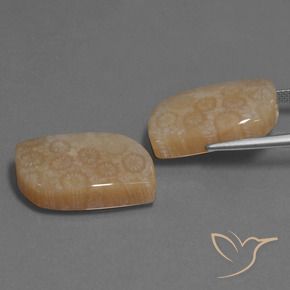 34.06 ct natürliche Mehrfarbig Korallen-Fossil-Edelsteine, Fantasie, Lichtundurchlässig
