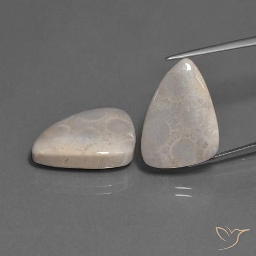 23.12ctw Natürlicher Mehrfarbig Korallen-Fossil, Trillion, Lichtundurchlässig