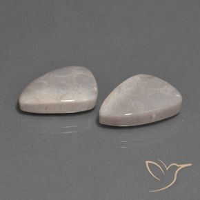 23.12 ct natürliche Mehrfarbig Korallen-Fossil-Edelsteine, Trillion, Lichtundurchlässig
