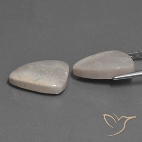 23.12 ct natürliche Mehrfarbig Korallen-Fossil-Edelsteine, Trillion, Lichtundurchlässig