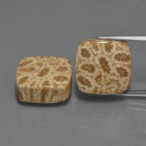  ct natürliche Mehrfarbig Korallen-Fossil-Edelsteine, Kissenschliff, Lichtundurchlässig