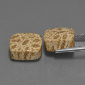  ct natürliche Mehrfarbig Korallen-Fossil-Edelsteine, Kissenschliff, Lichtundurchlässig