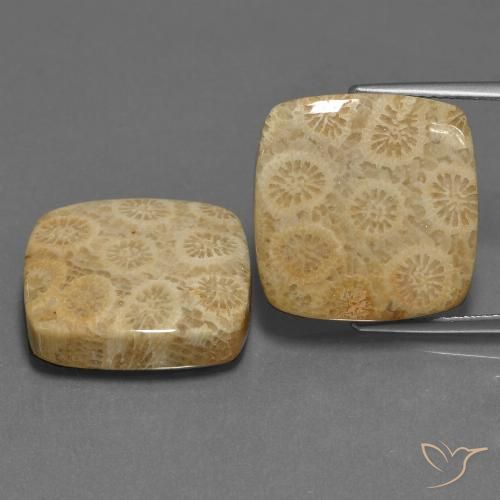 27.10ctw Natürlicher Mehrfarbig Korallen-Fossil, Kissen, Lichtundurchlässig