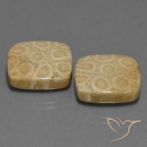 27.10 ct natürliche Mehrfarbig Korallen-Fossil-Edelsteine, Kissen, Lichtundurchlässig