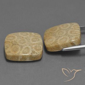 27.10 ct natürliche Mehrfarbig Korallen-Fossil-Edelsteine, Kissen, Lichtundurchlässig