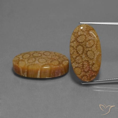 37.37ctw Natürlicher Mehrfarbig Korallen-Fossil, Oval, Lichtundurchlässig