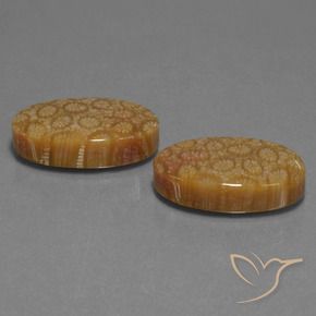 37.37 ct natürliche Mehrfarbig Korallen-Fossil-Edelsteine, Oval, Lichtundurchlässig