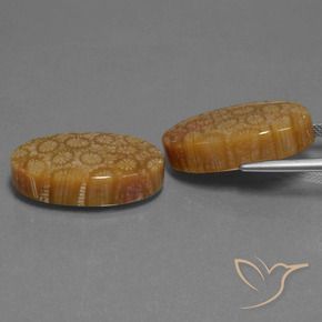 37.37 ct natürliche Mehrfarbig Korallen-Fossil-Edelsteine, Oval, Lichtundurchlässig