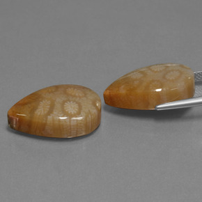  ct natürliche Mehrfarbig Korallen-Fossil-Edelsteine, Birnenform, Lichtundurchlässig