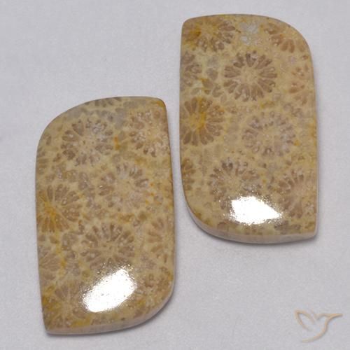 23.77 ct natürliche Mehrfarbig Korallen-Fossil-Edelsteine, Fantasie, Lichtundurchlässig