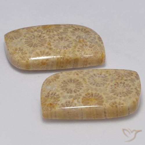 23.77 ct natürliche Mehrfarbig Korallen-Fossil-Edelsteine, Fantasie, Lichtundurchlässig