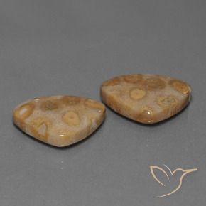 25.57 ct natürliche Mehrfarbig Korallen-Fossil-Edelsteine, Trillion, Lichtundurchlässig