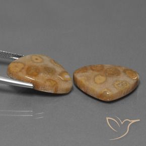25.57 ct natürliche Mehrfarbig Korallen-Fossil-Edelsteine, Trillion, Lichtundurchlässig
