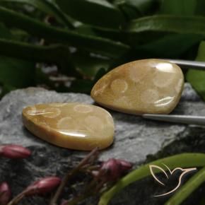 23.04 ct natürliche Mehrfarbig Korallen-Fossil-Edelsteine, Fantasie, Lichtundurchlässig
