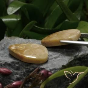 23.04 ct natürliche Mehrfarbig Korallen-Fossil-Edelsteine, Fantasie, Lichtundurchlässig