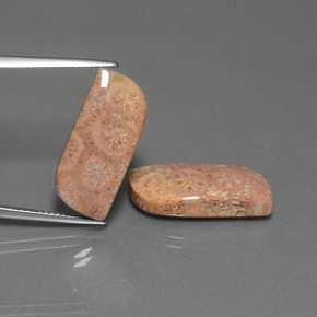  ct natürliche Mehrfarbig Korallen-Fossil-Edelsteine, Ausgefallene Form, Lichtundurchlässig