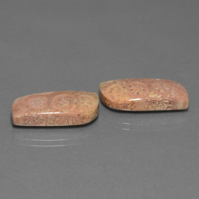  ct natürliche Mehrfarbig Korallen-Fossil-Edelsteine, Ausgefallene Form, Lichtundurchlässig