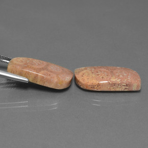  ct natürliche Mehrfarbig Korallen-Fossil-Edelsteine, Ausgefallene Form, Lichtundurchlässig