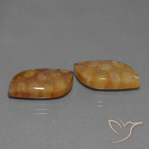 24.93 ct natürliche Mehrfarbig Korallen-Fossil-Edelsteine, Fantasie, Lichtundurchlässig