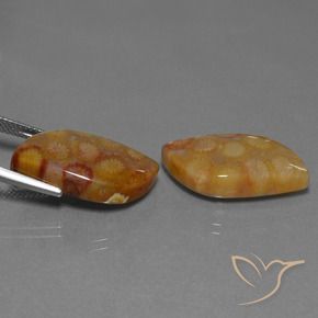 24.93 ct natürliche Mehrfarbig Korallen-Fossil-Edelsteine, Fantasie, Lichtundurchlässig