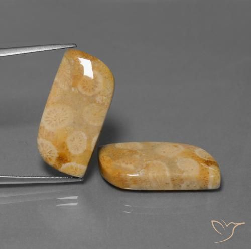 28.64ctw Natürlicher Mehrfarbig Korallen-Fossil, Fantasie, Lichtundurchlässig