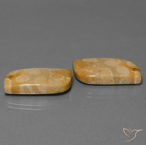 28.64 ct natürliche Mehrfarbig Korallen-Fossil-Edelsteine, Fantasie, Lichtundurchlässig