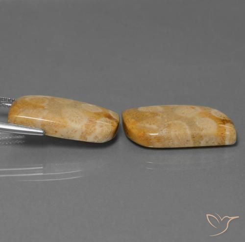 28.64 ct natürliche Mehrfarbig Korallen-Fossil-Edelsteine, Fantasie, Lichtundurchlässig