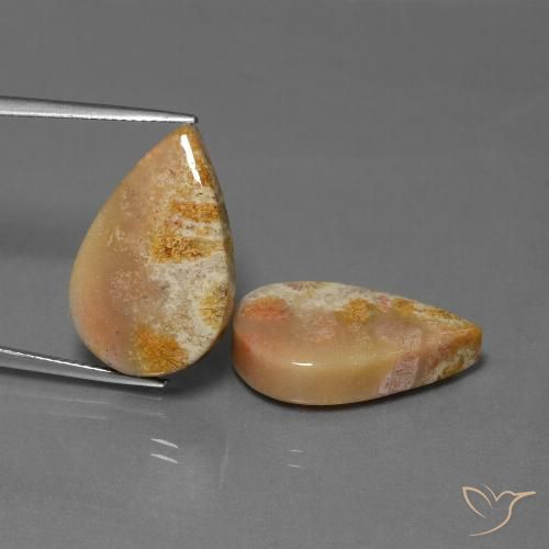 27.92ctw Natürlicher Mehrfarbig Korallen-Fossil, Birnenform, Lichtundurchlässig