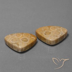 31.57 ct natürliche Mehrfarbig Korallen-Fossil-Edelsteine, Trillion, Lichtundurchlässig