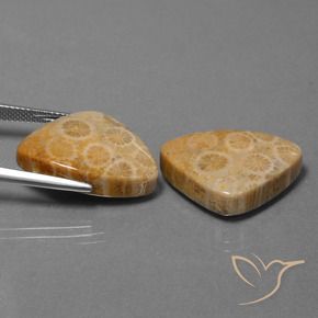 31.57 ct natürliche Mehrfarbig Korallen-Fossil-Edelsteine, Trillion, Lichtundurchlässig