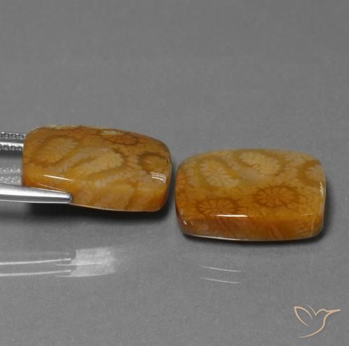 22.85 ct natürliche Mehrfarbig Korallen-Fossil-Edelsteine, Kissen, Lichtundurchlässig