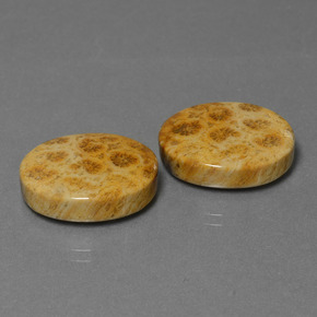  ct natürliche Mehrfarbig Fossile Koralle-Edelsteine, Oval Schliff, Lichtundurchlässig