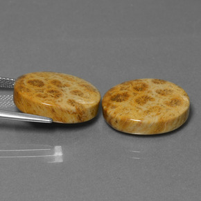  ct natürliche Mehrfarbig Fossile Koralle-Edelsteine, Oval Schliff, Lichtundurchlässig