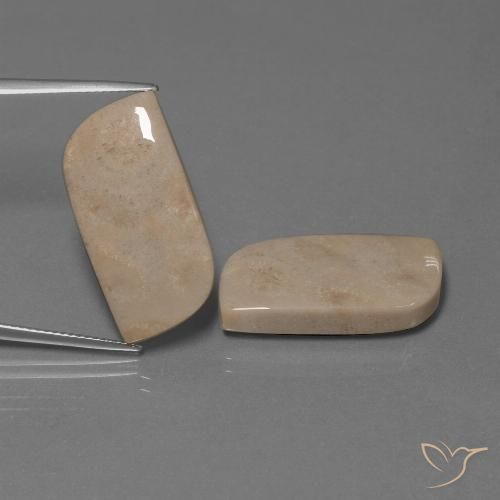 28.39ctw Natürlicher Mehrfarbig Korallen-Fossil, Fantasie, Lichtundurchlässig