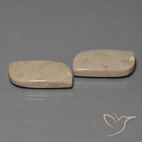 28.39 ct natürliche Mehrfarbig Korallen-Fossil-Edelsteine, Fantasie, Lichtundurchlässig