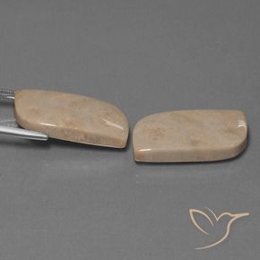28.39 ct natürliche Mehrfarbig Korallen-Fossil-Edelsteine, Fantasie, Lichtundurchlässig
