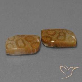 22.52 ct natürliche Mehrfarbig Korallen-Fossil-Edelsteine, Fantasie, Lichtundurchlässig