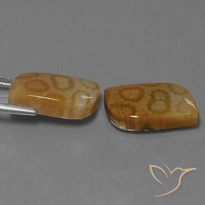 22.52 ct natürliche Mehrfarbig Korallen-Fossil-Edelsteine, Fantasie, Lichtundurchlässig