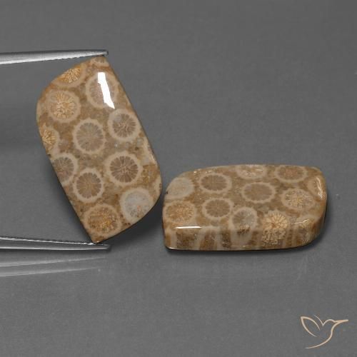 34.47ctw Natürlicher Mehrfarbig Korallen-Fossil, Fantasie, Lichtundurchlässig