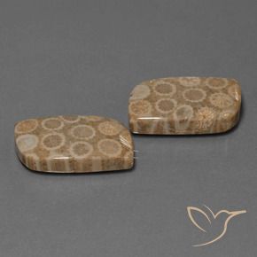 34.47 ct natürliche Mehrfarbig Korallen-Fossil-Edelsteine, Fantasie, Lichtundurchlässig