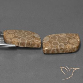 34.47 ct natürliche Mehrfarbig Korallen-Fossil-Edelsteine, Fantasie, Lichtundurchlässig