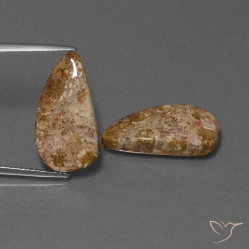 16.75ctw Natürlicher Mehrfarbig Korallen-Fossil, Fantasie, Lichtundurchlässig