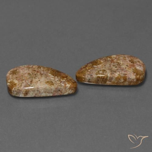 16.75 ct natürliche Mehrfarbig Korallen-Fossil-Edelsteine, Fantasie, Lichtundurchlässig