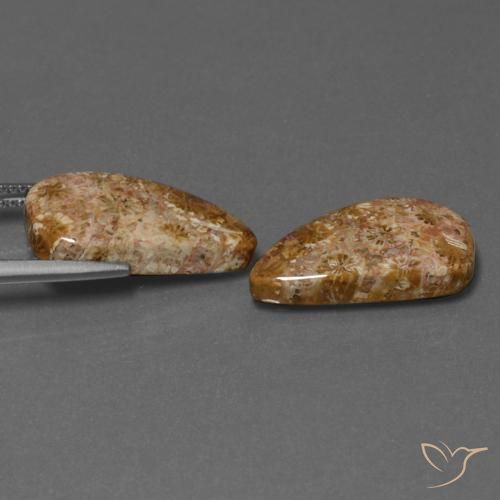 16.75 ct natürliche Mehrfarbig Korallen-Fossil-Edelsteine, Fantasie, Lichtundurchlässig